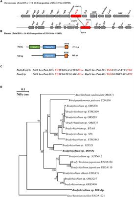 Regulation of Nitrogen Fixation in Bradyrhizobium sp. Strain DOA9 Involves Two Distinct NifA Regulatory Proteins That Are Functionally Redundant During Symbiosis but Not During Free-Living Growth